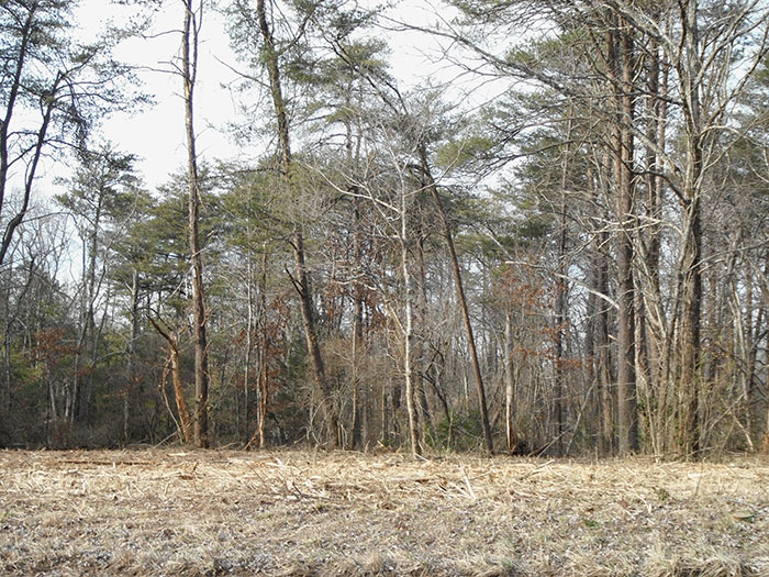 Building Lot Clearing After