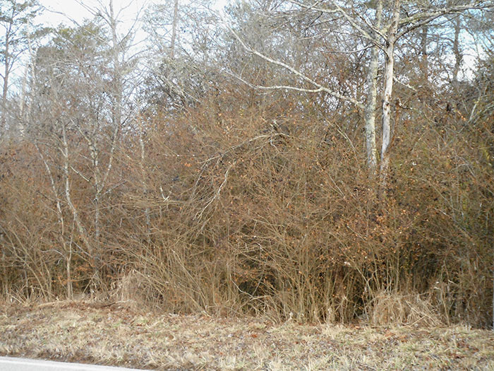 Building Lot Clearing Before